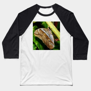 Mournful Brown Owl Butterfly showing his beautiful patterns on its wings Baseball T-Shirt